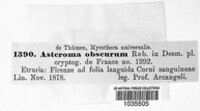 Asteroma obscurum image